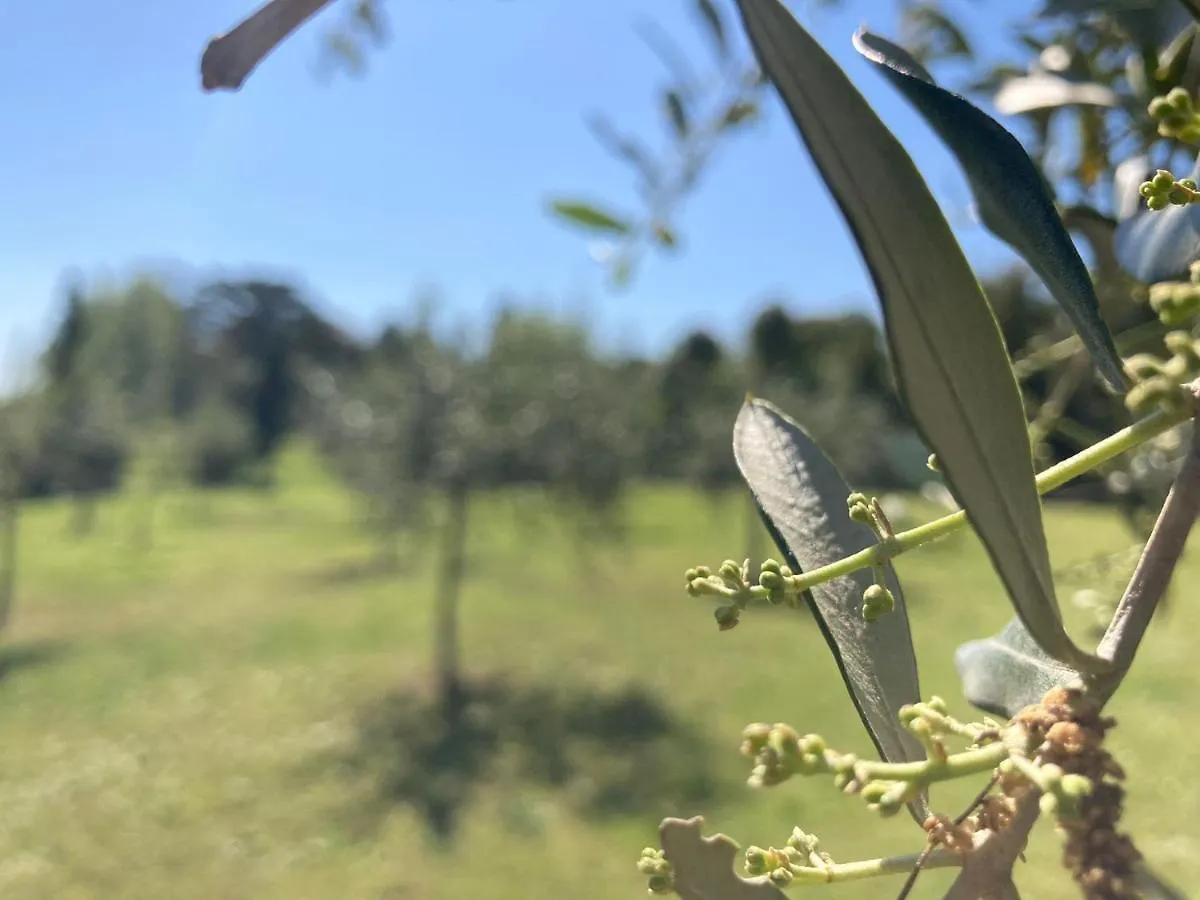Tenuta Poggio Alla Farnia Fauglia Italie
